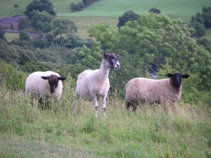 3 of the thousands of our new friends - sheeep!